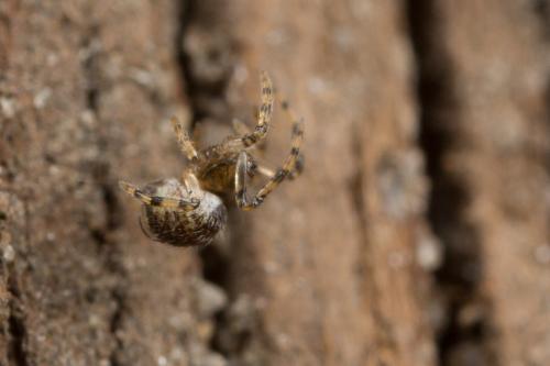 Theridion sp.